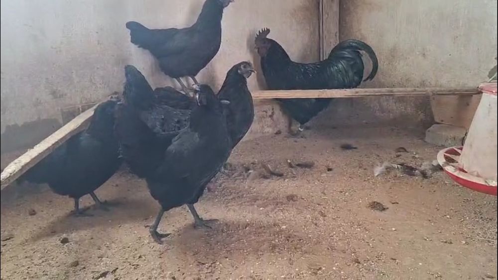 Продается куры Ухейилюй