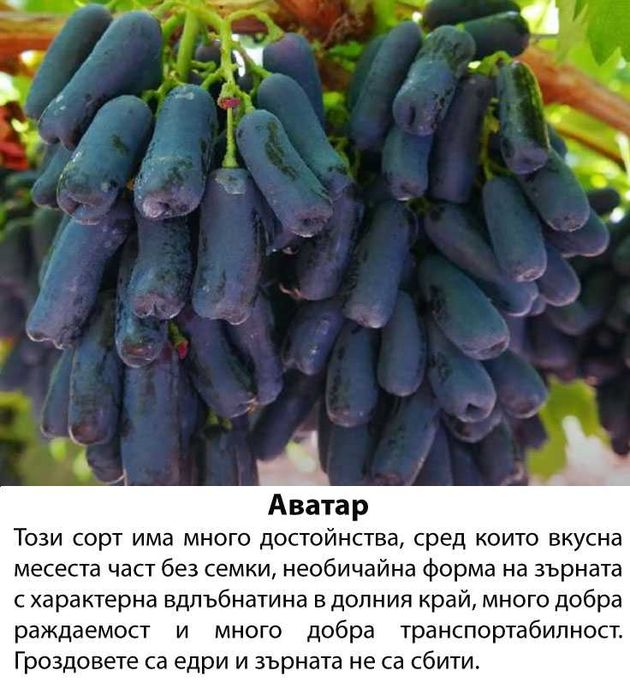 Резници от лози Аватар, Рататуй, Бананас и др. бутикови сортове грозде