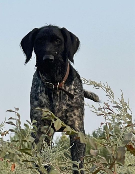 Дратхар рабочий фазан