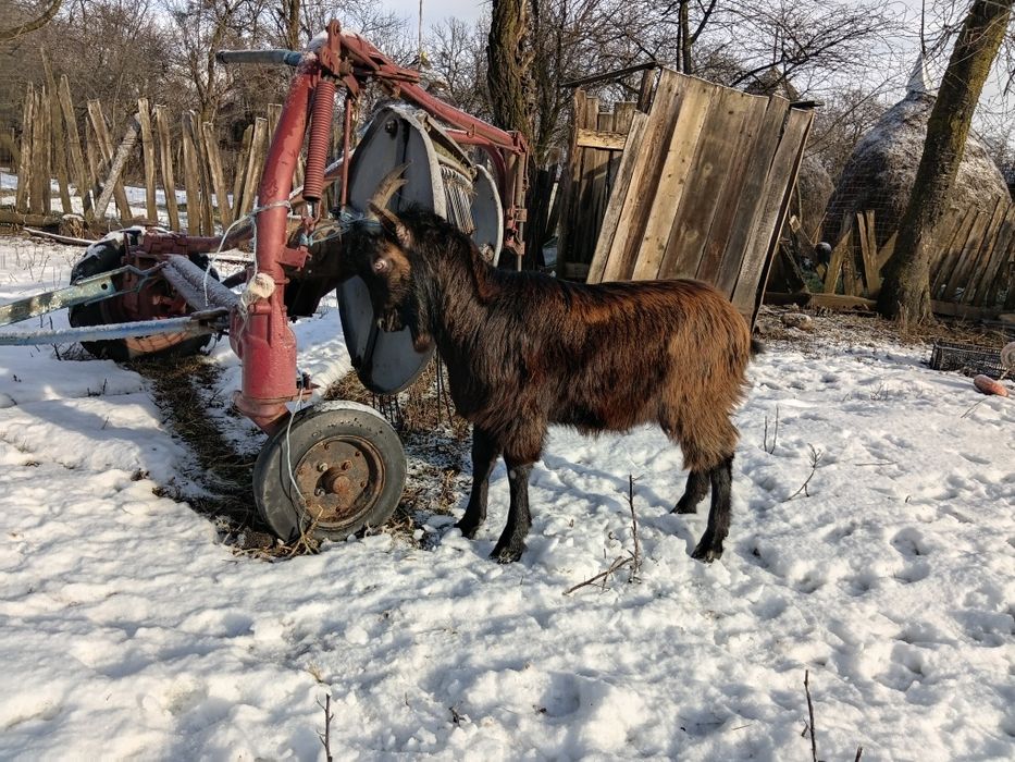 Țap de vanzare!!!