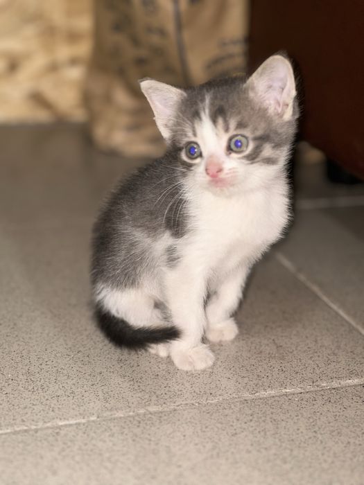 Отдам котят в добрые руки