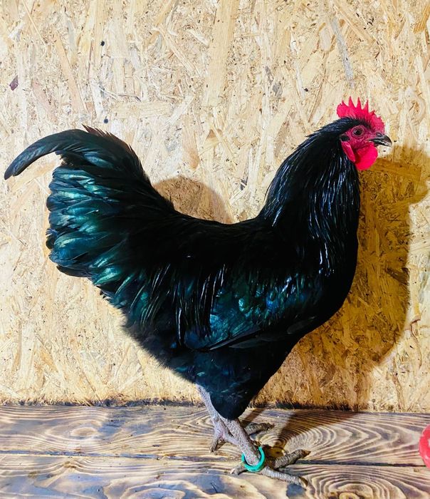 Cocoșii austrolop de 6 luni