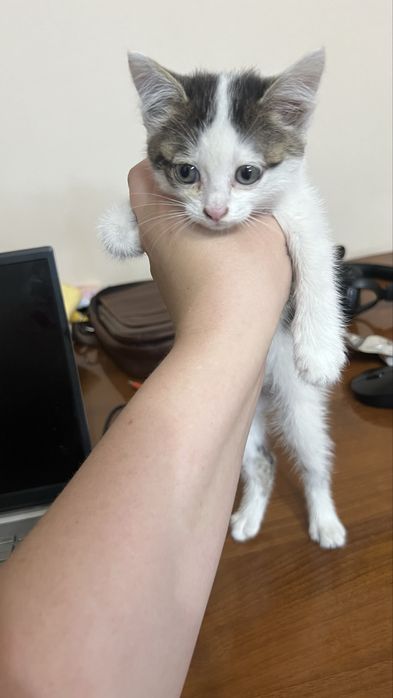 Котенок в добрые руки