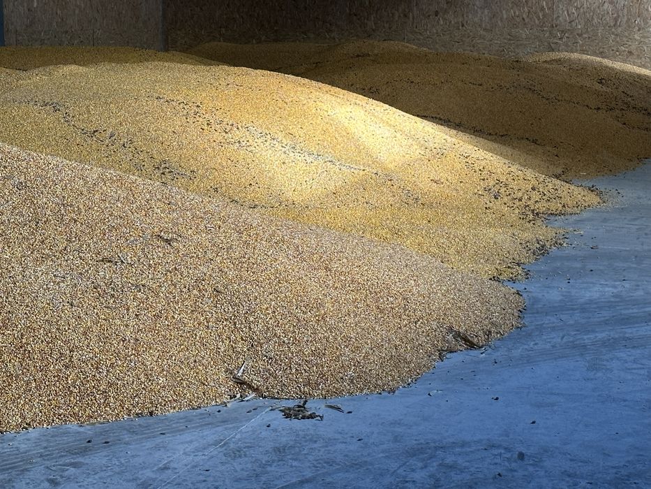 Porumb si floarea soarelui productie 2025 uscat, curat