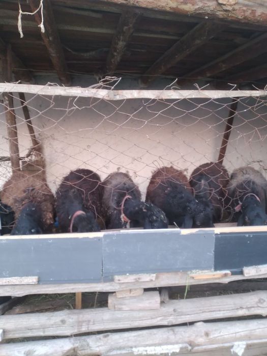 Ona bola qozoqi quylar