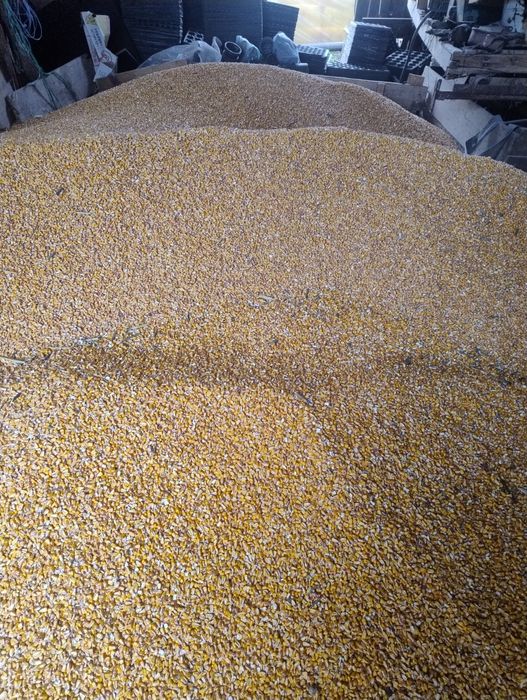 Vind  porumb  boabe. uscat .