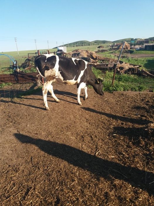 Продам молодую корову