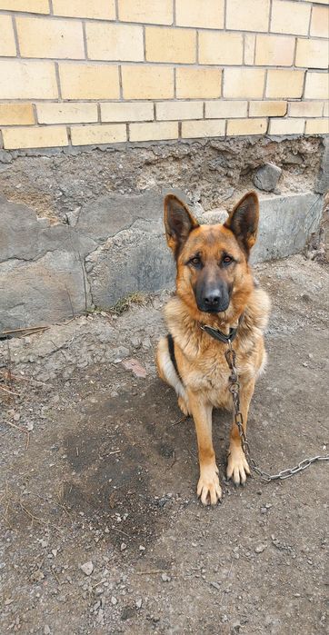 Отдам собаку в хорошие руки