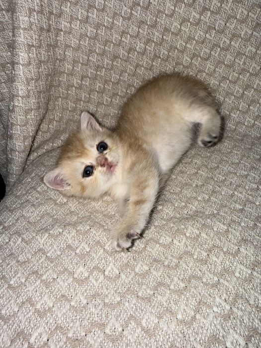 Котята Шиншиллы британци