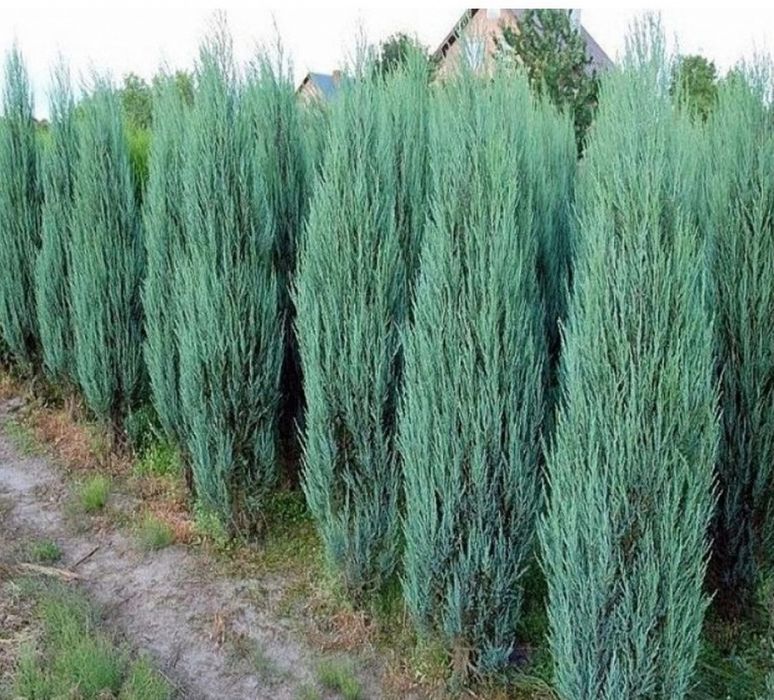 Можжевельник блю эрроу саженец