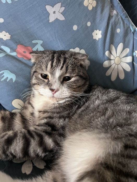 лам кота в добрые руки