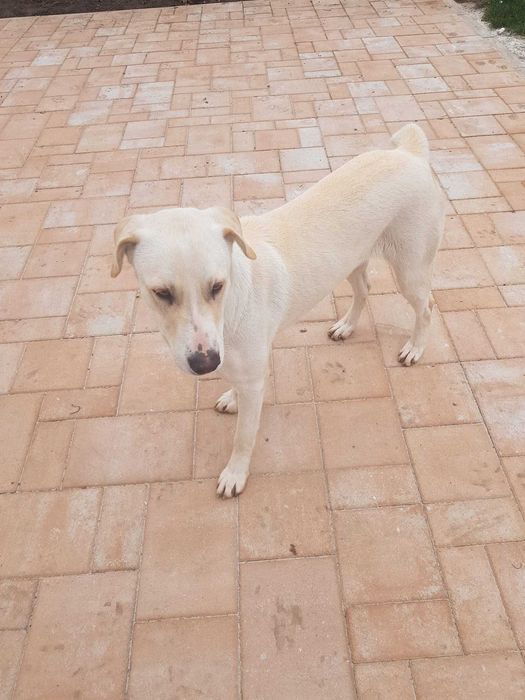 Donez catelusa metis