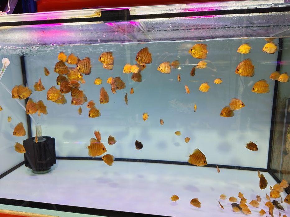 Дискуси-малки риби.