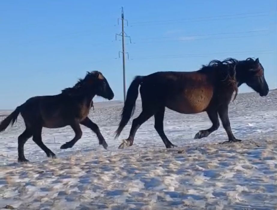 Семіз 9 жылдық бие, ұрғашы жабағысымен