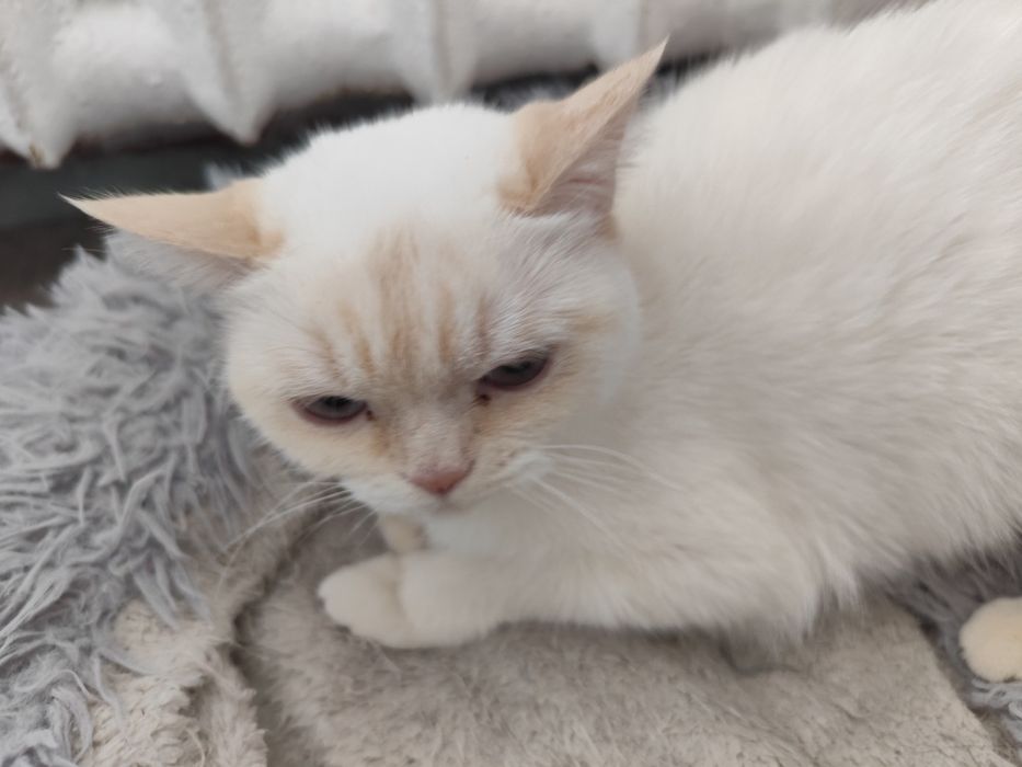 Шотландская кошечка ищет дом