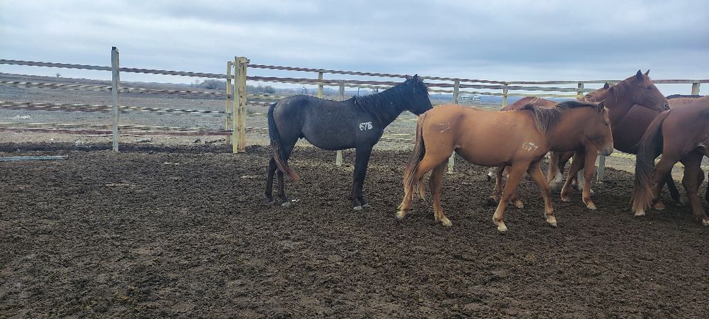 еркек тай сатылады