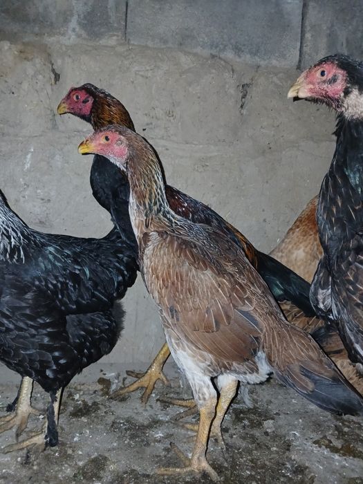 Дакан тауық сатамын