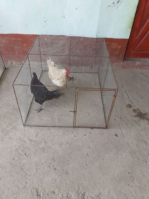 Клетка катак Жужа учун