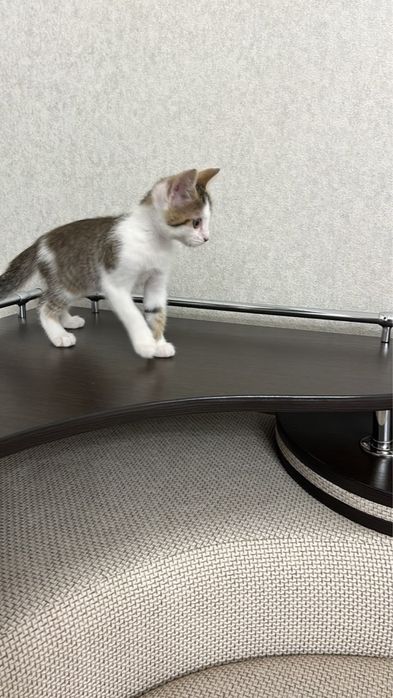 Отдадим котенка в хорошие руки