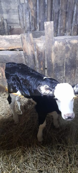 Продам месячного бычка