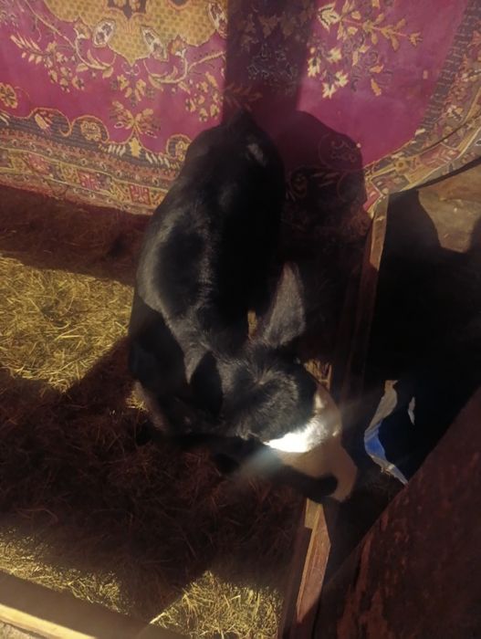 Продам телочку десяти дневную