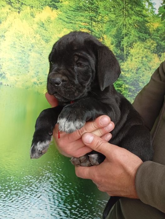 Кане Корсо cane Corso Italiano