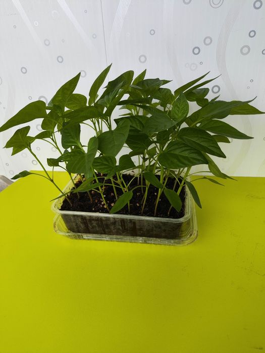 Рассада перец сладкий