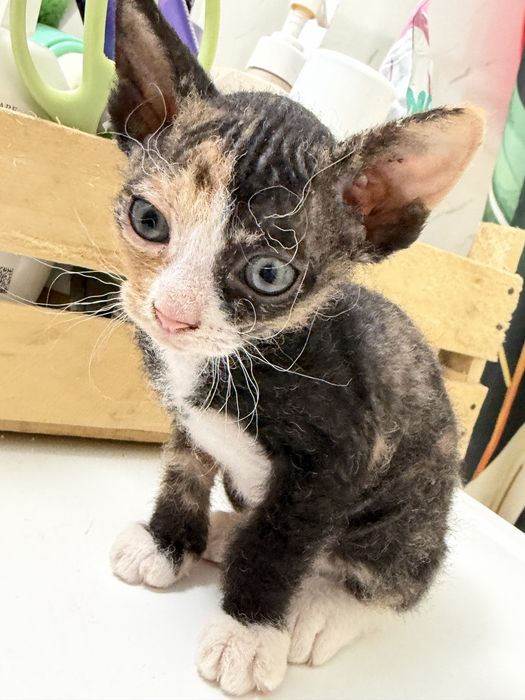 Котята породистые