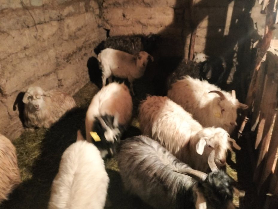 СемызСерке ешгы сатылады