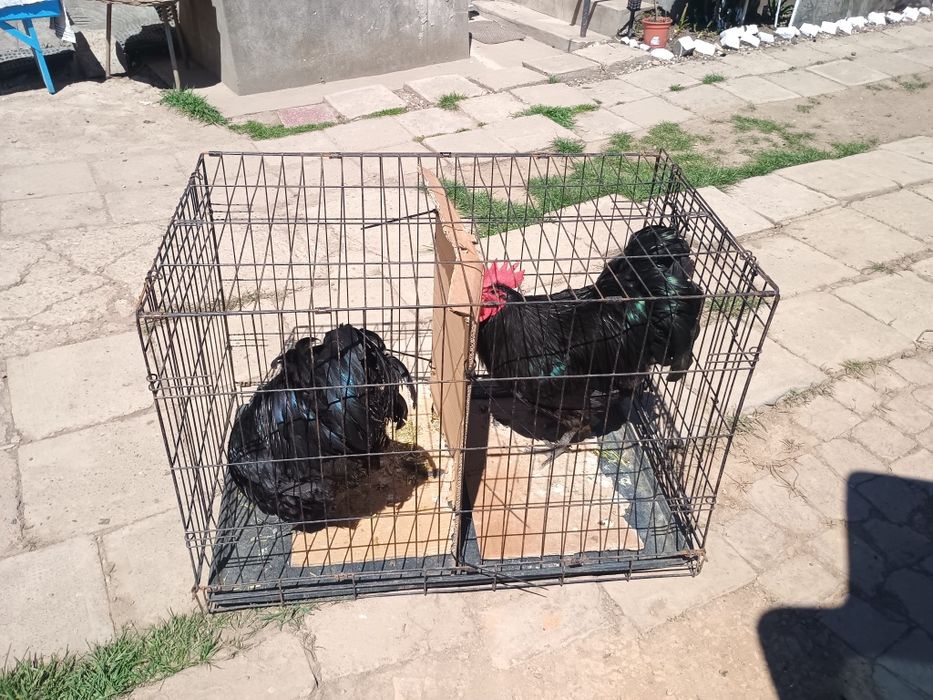 Cocos Australorp negru
