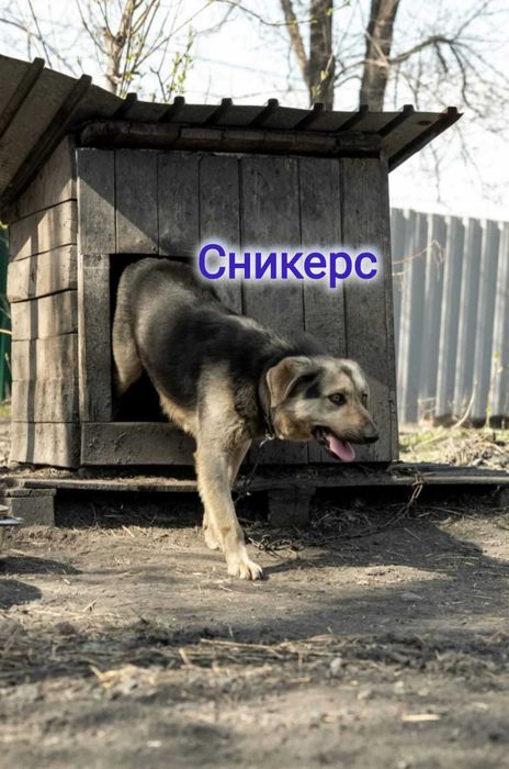Дарю в добрые и ответственные руки