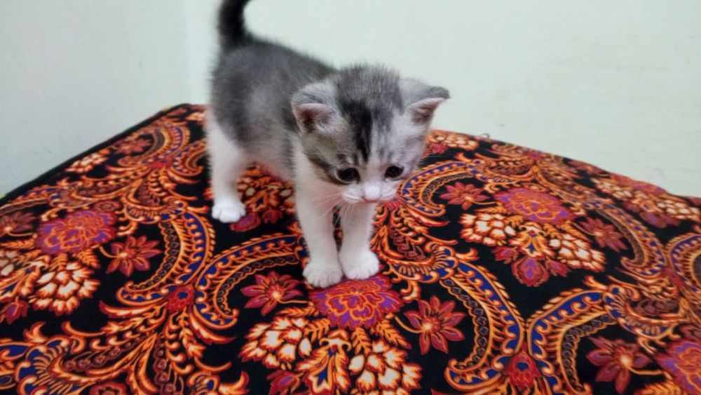 Продается котята