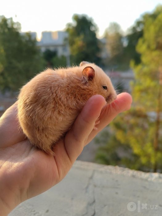 Хомячки Джунгарские