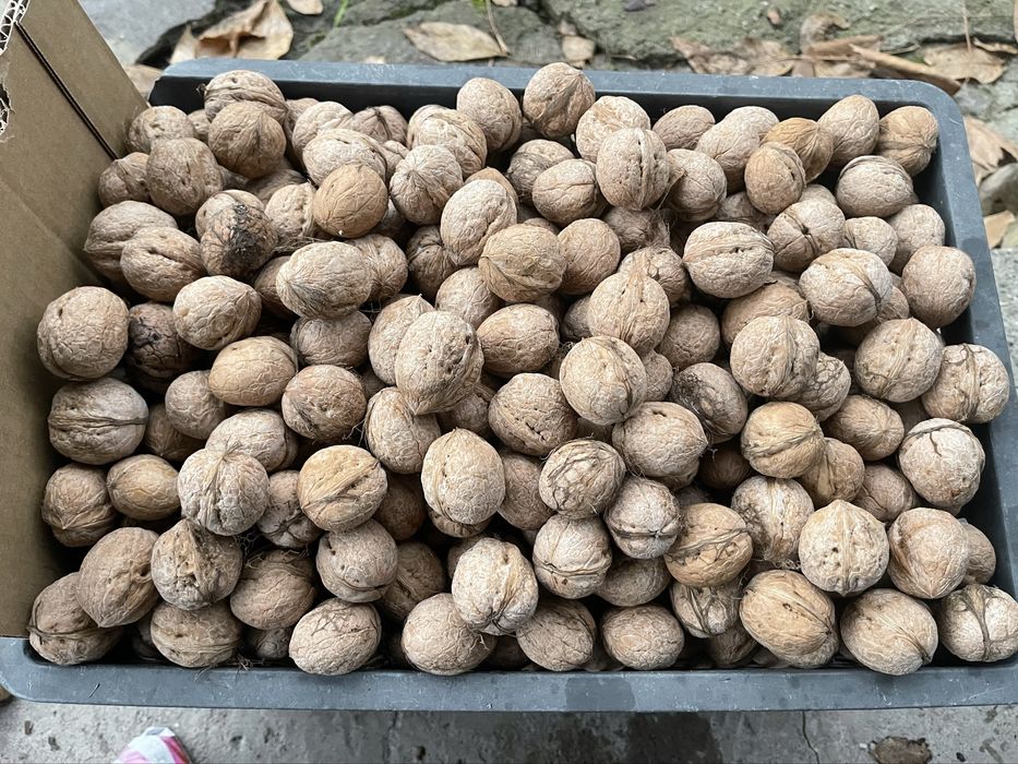 Продам грецкие орехи