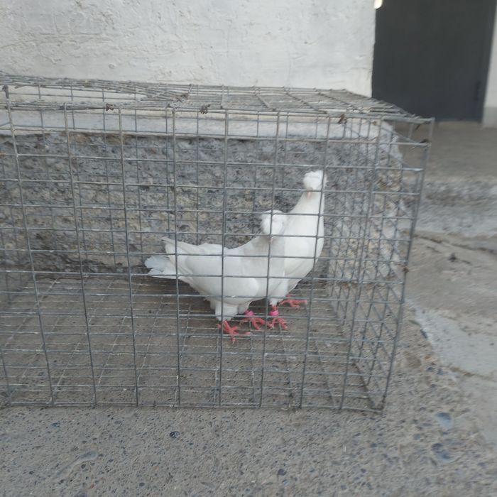 Бели двух чуби самец самка