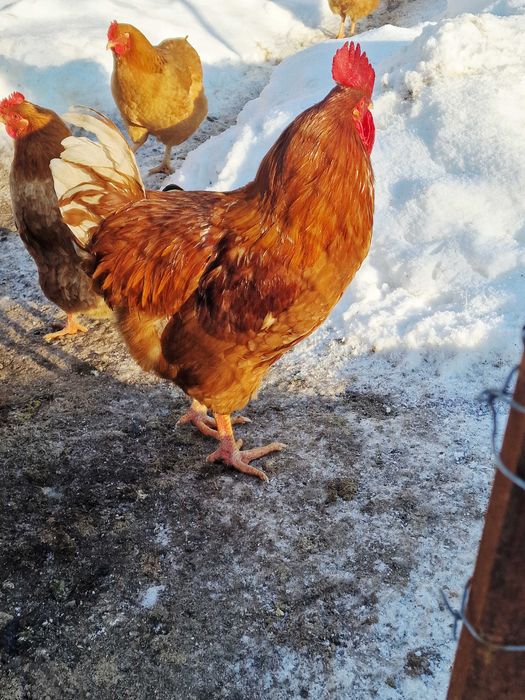 Vand cocoș tânăr de țara