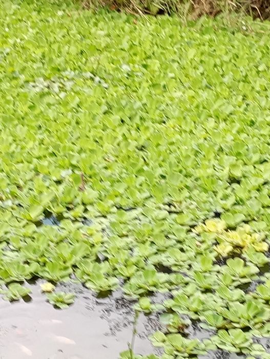 Ofertă. 20 buc . Zambile amazoniene , salata de Nil -pistia  .