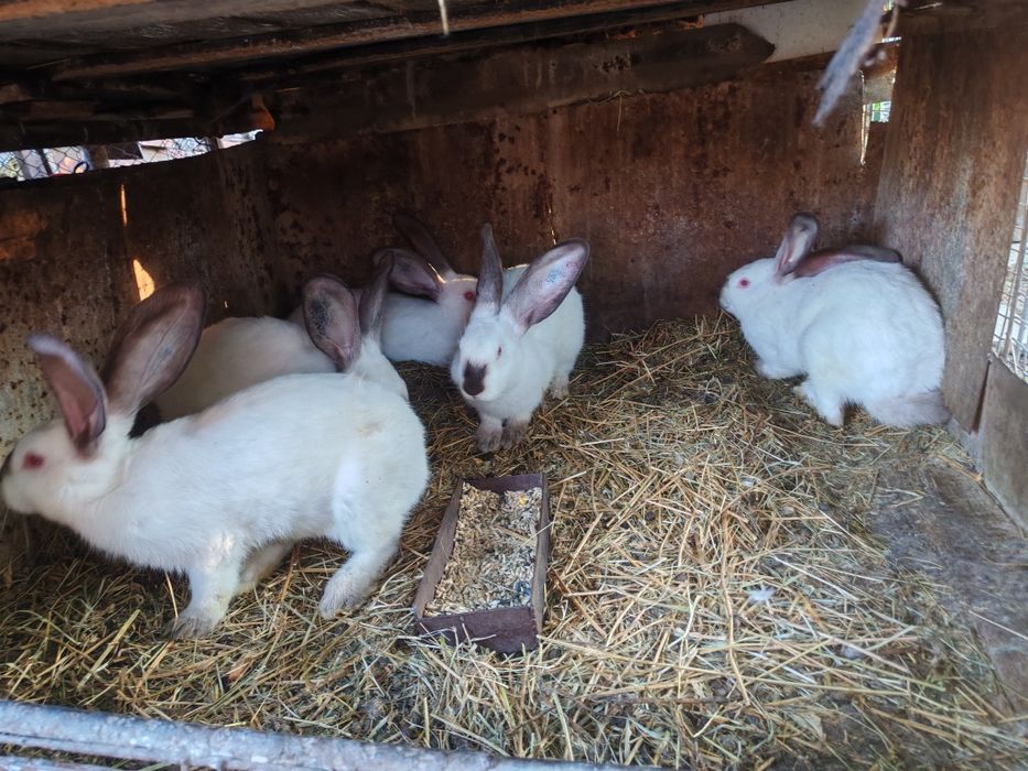 Uriaș de Transilvania