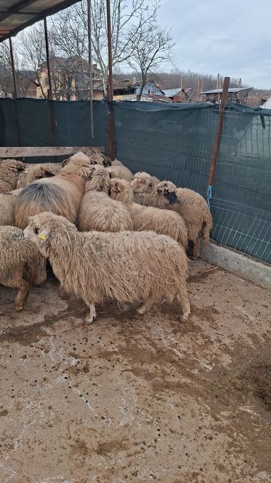 Vand oi si berbeci grasi