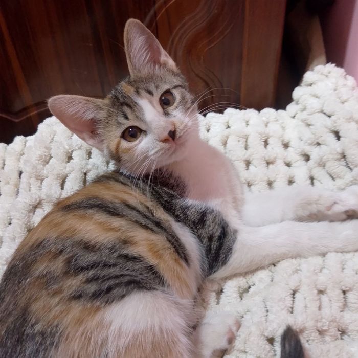Отдадим котят в хорошие руки