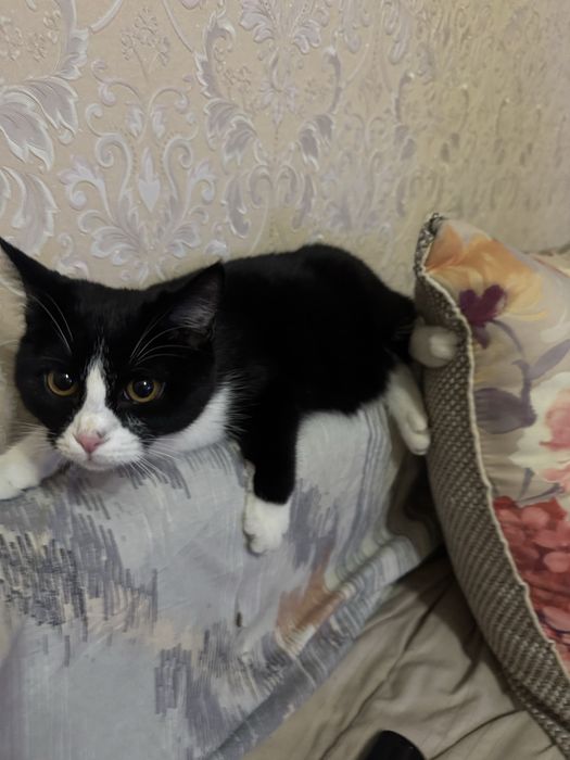 Отдам котенка в хорошие руки