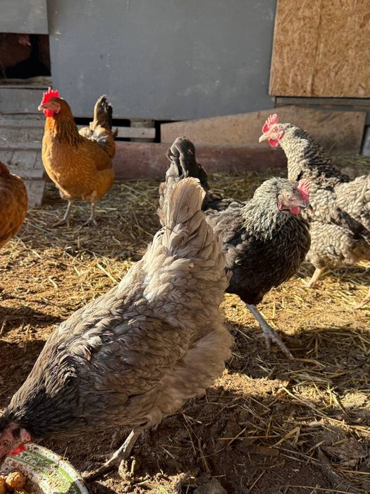 Продам курей доминант