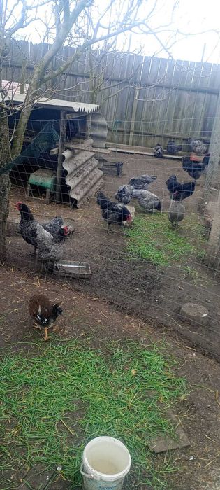 Oua incubare australorp negru si albastru