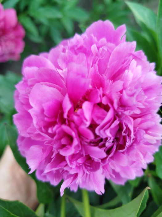 Продам корни пионов