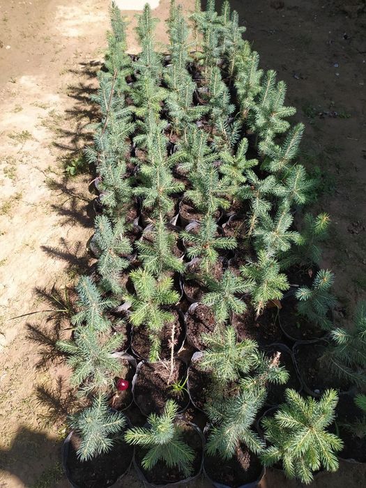 Голубая ель кўчатлари сотилади 4йиллик, 2 литрли  тувакларда