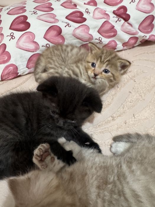 Продаются котята в хорошие ручки