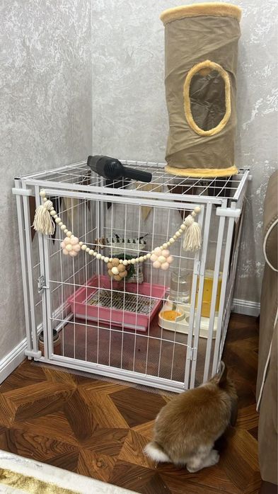 Дикоративный кролик