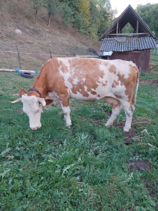 Vacă bălțată românească