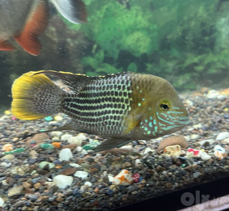 Akvarium komplekt holida sotiladi