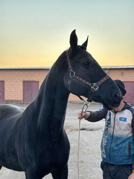 Продаётся лошадь